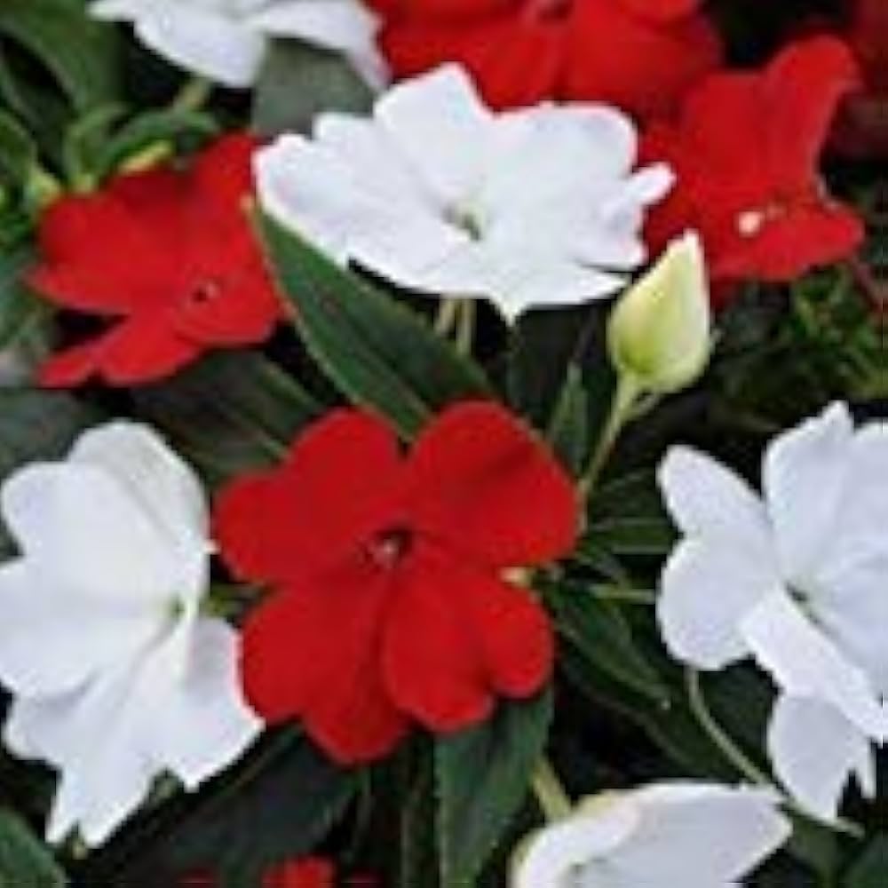 New (Guinea Impatiens Divine Blue Pearl flower) for planting in garden
